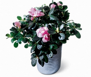 Azalea (Small) from Visser's Florist and Greenhouses in Anaheim, CA